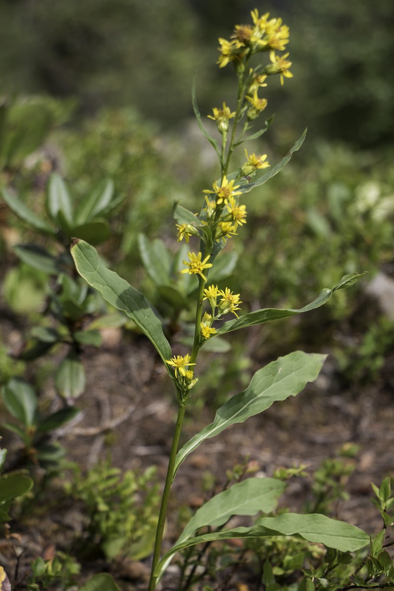 Solidago dahurica photo 4