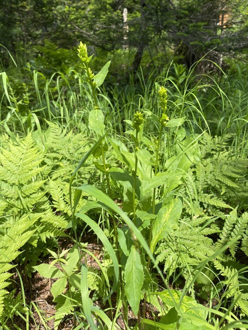 Solidago dahurica photo 5