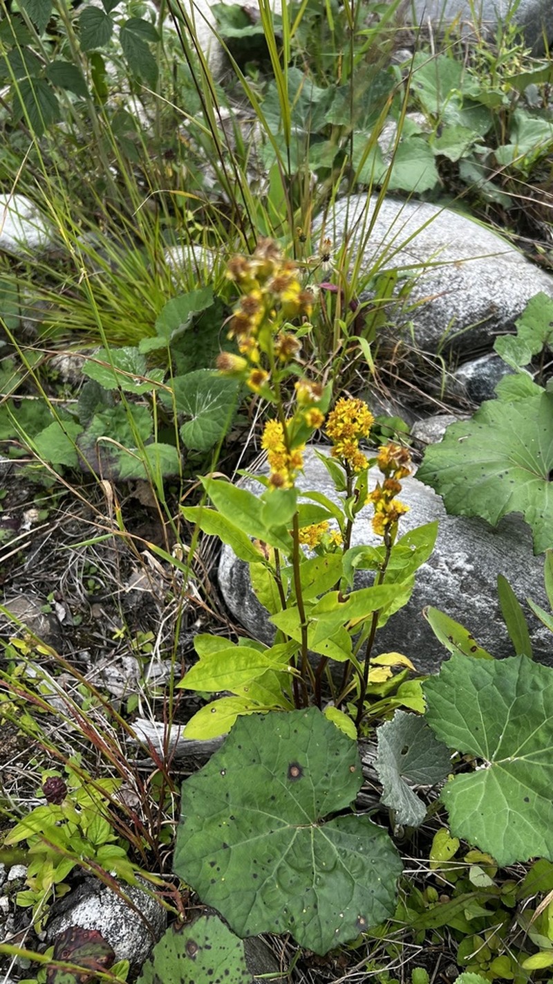 Solidago dahurica photo 6