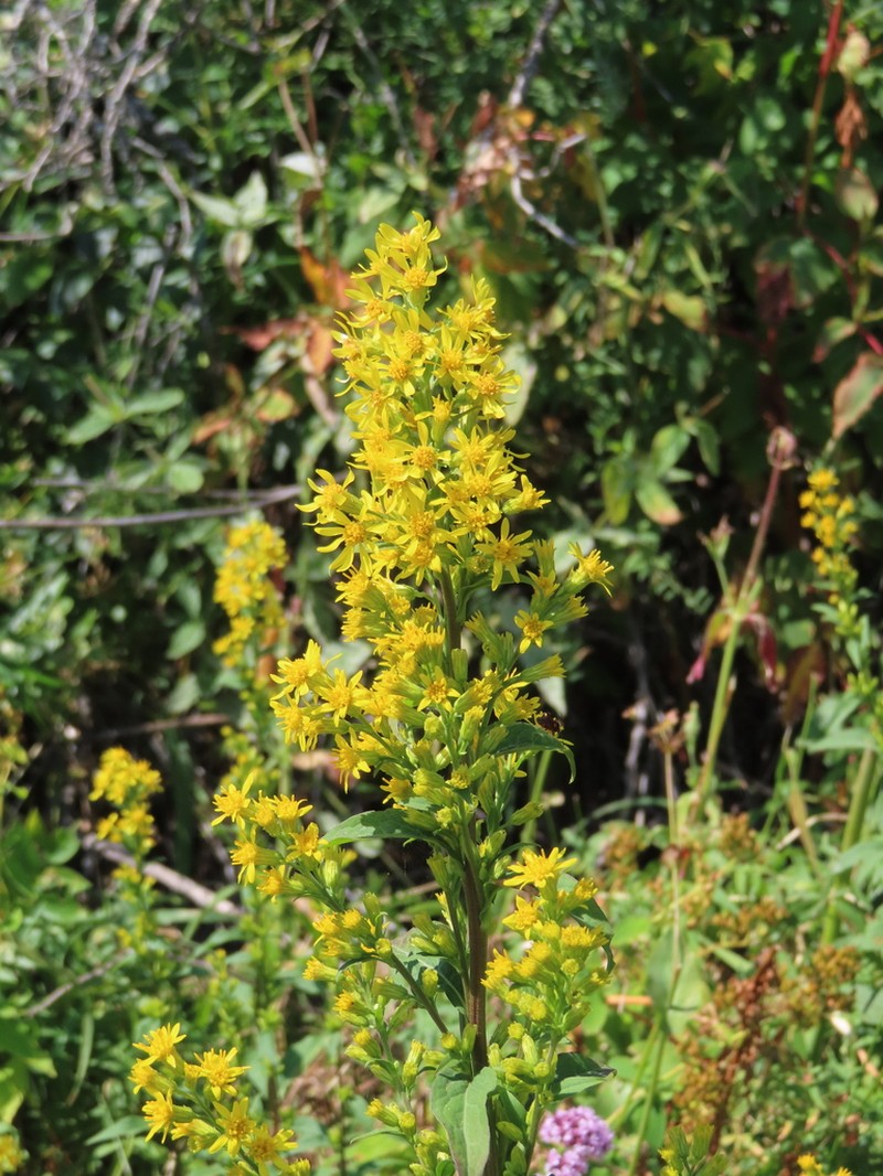 Solidago dahurica photo 7