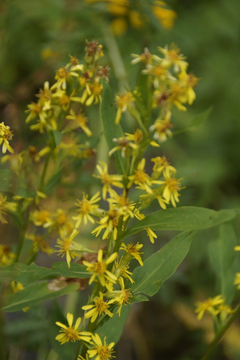 Solidago dahurica photo 8