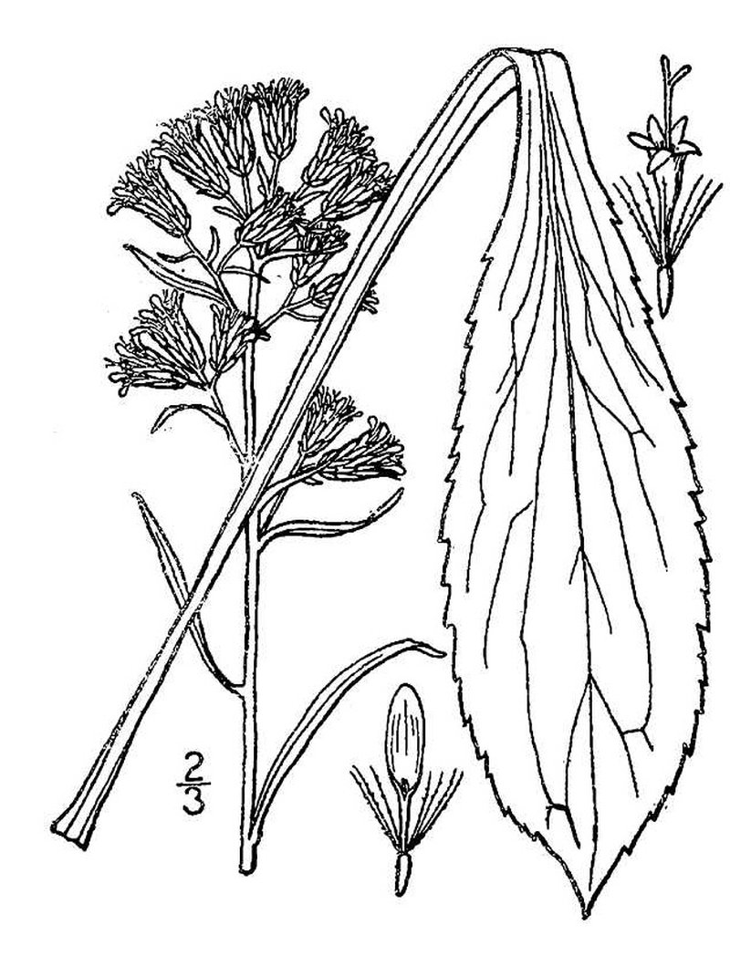 Deam's Goldenrod photo 2
