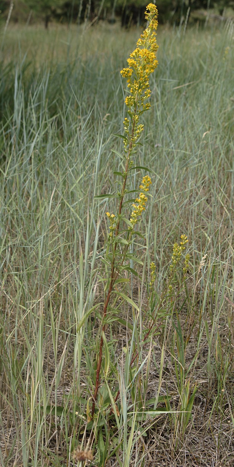 Deam's Goldenrod photo 5