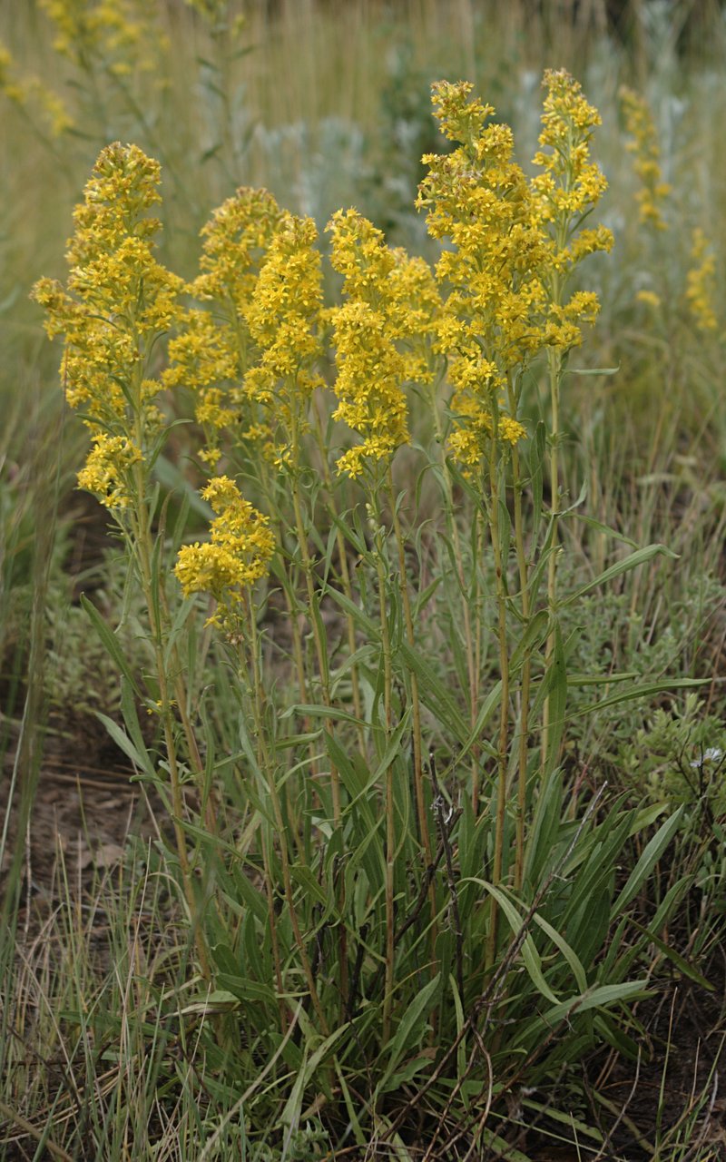 Deam's Goldenrod photo 6