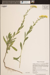 Solidago decemflora