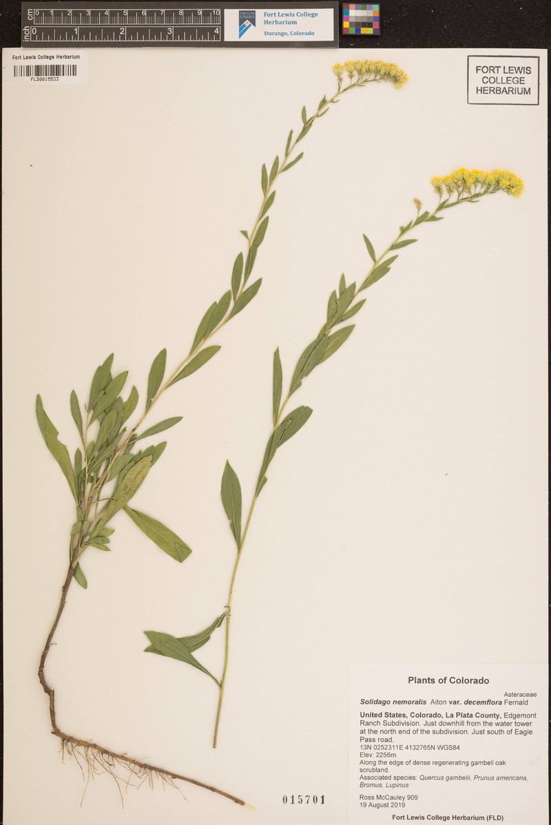 Solidago decemflora