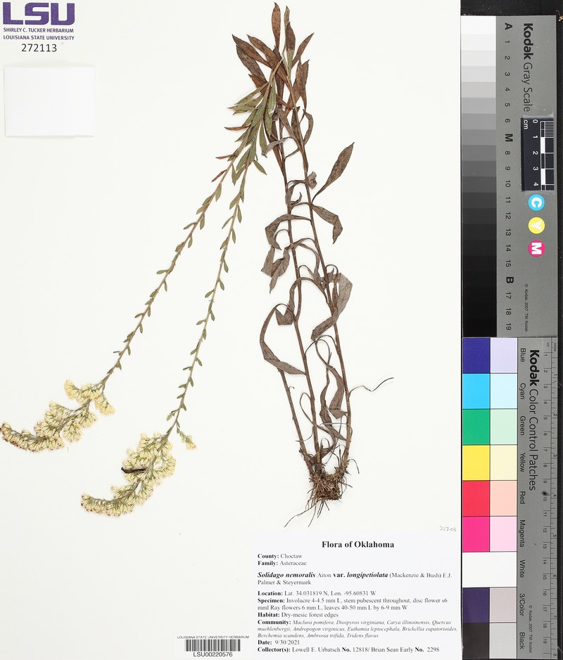 Solidago decemflora photo 3
