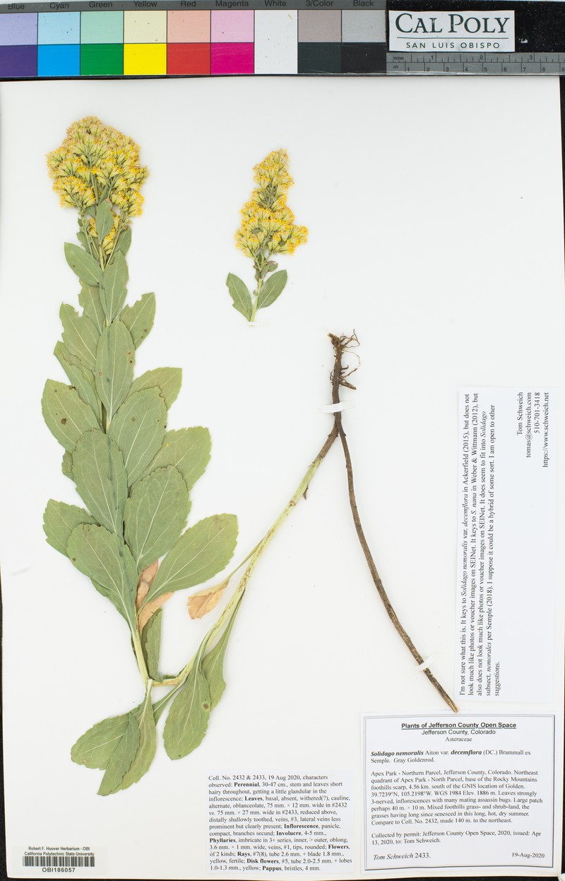 Solidago decemflora photo 4