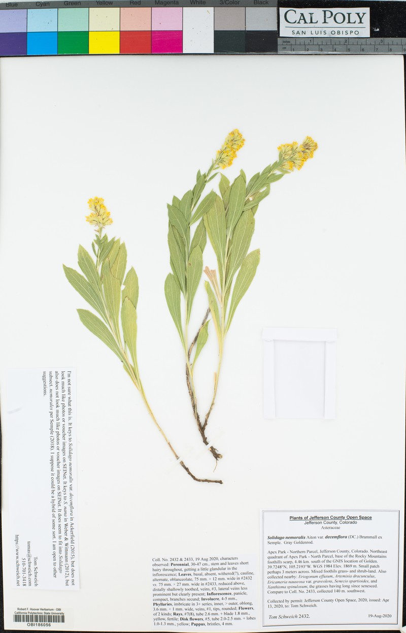 Solidago decemflora photo 5