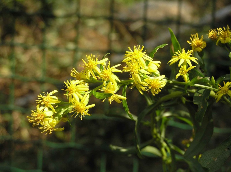 Solidago decurrens