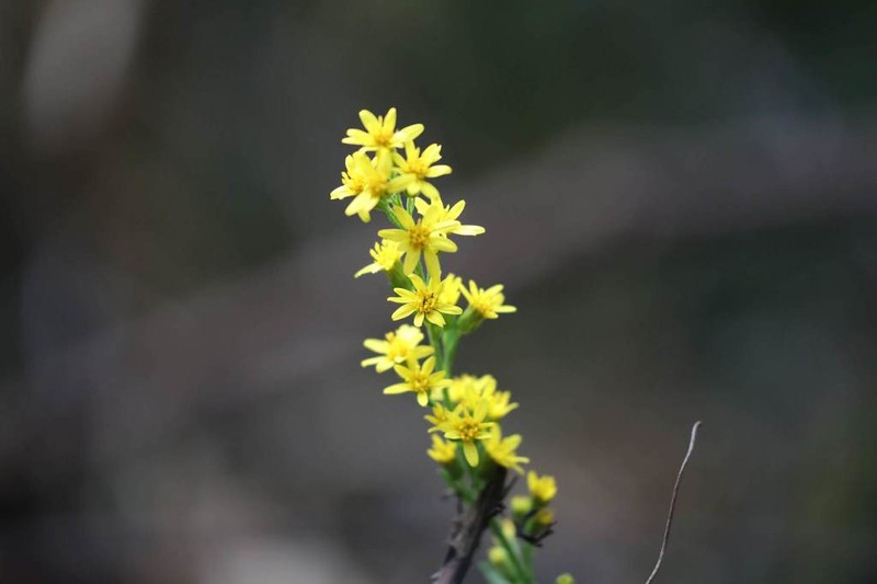 Solidago decurrens photo 2