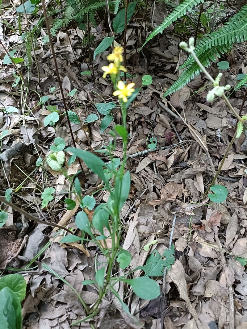 Solidago decurrens photo 3