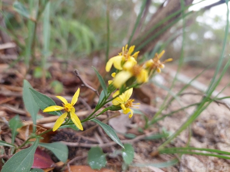 Solidago decurrens photo 4