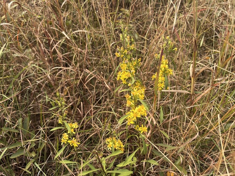 Solidago decurrens photo 5
