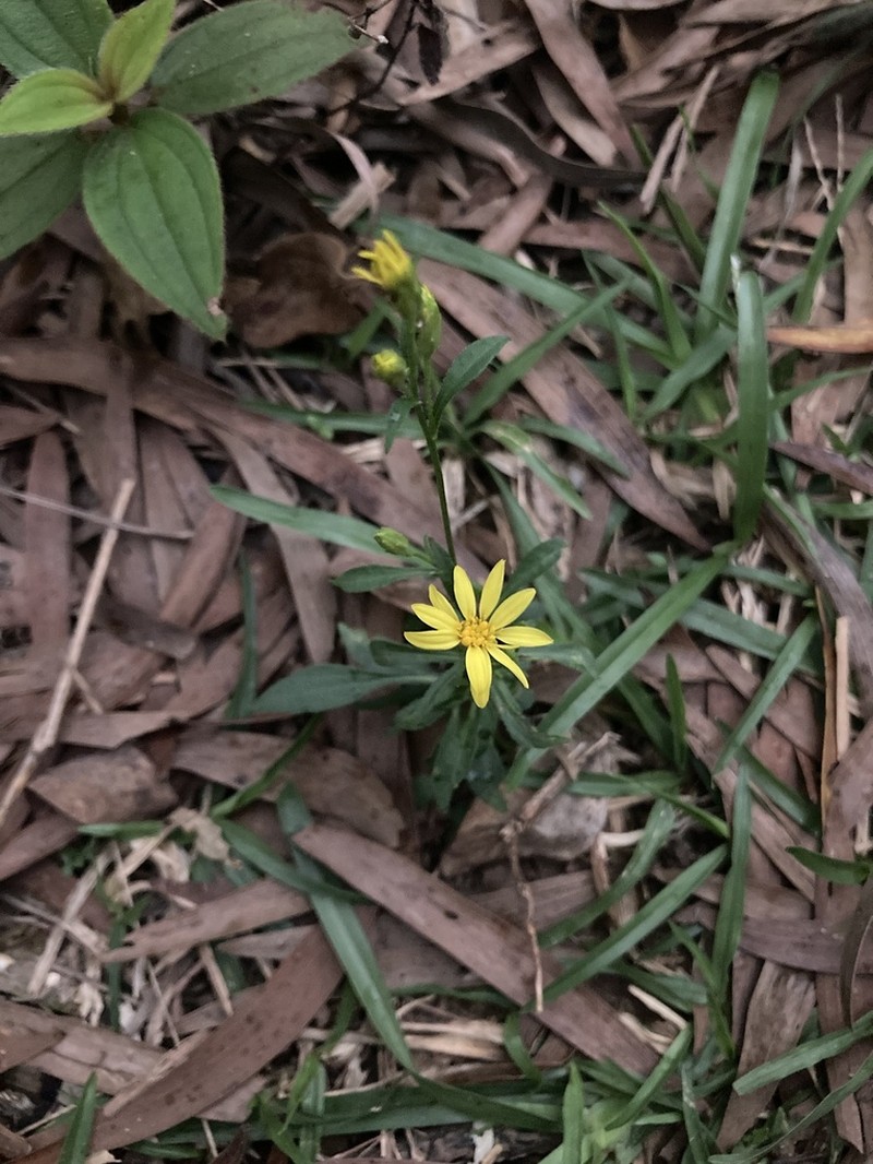 Solidago decurrens photo 6