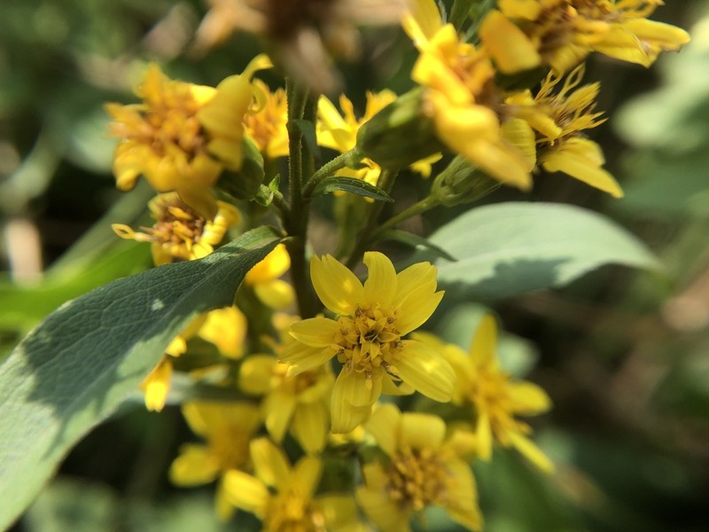 Solidago decurrens photo 7