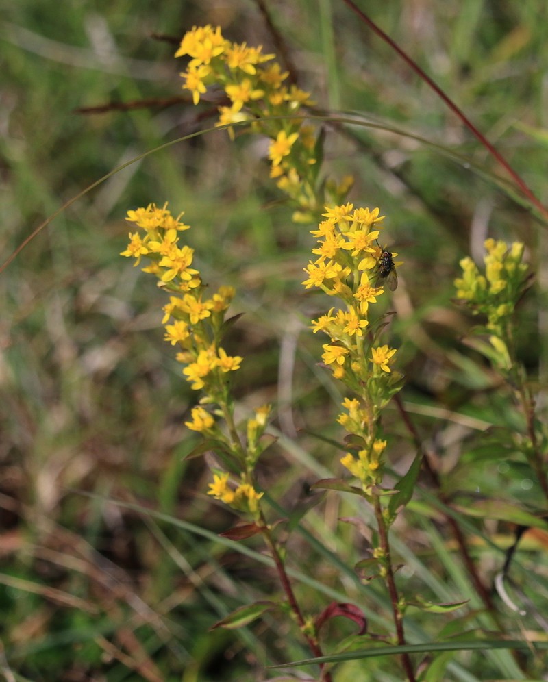 Solidago decurrens photo 8
