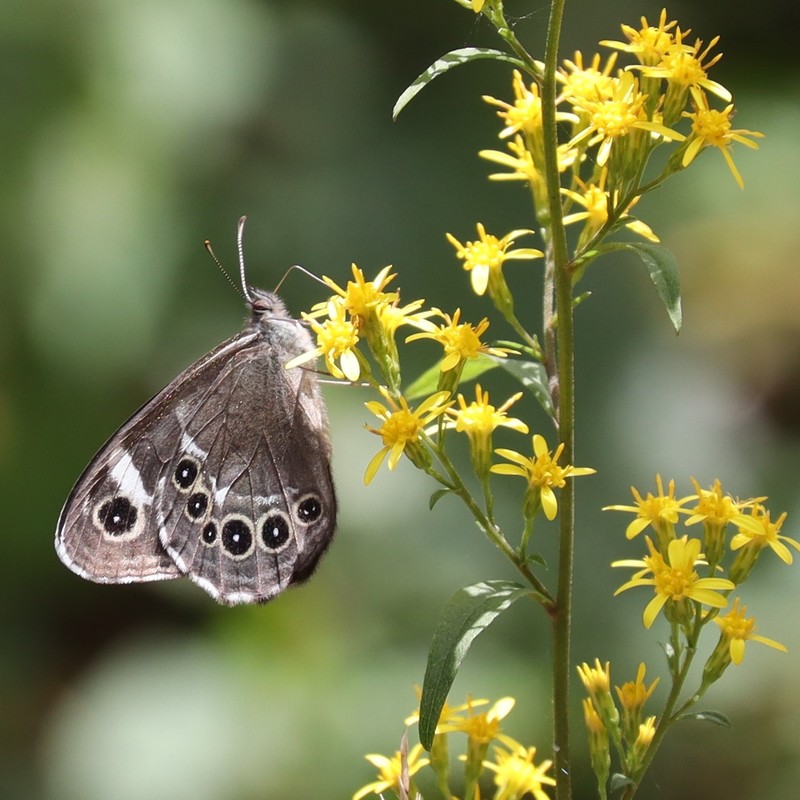 Solidago decurrens var. decurrens