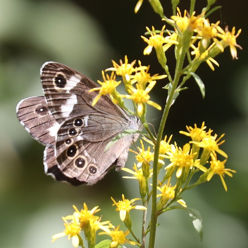 Solidago decurrens var. decurrens photo 2