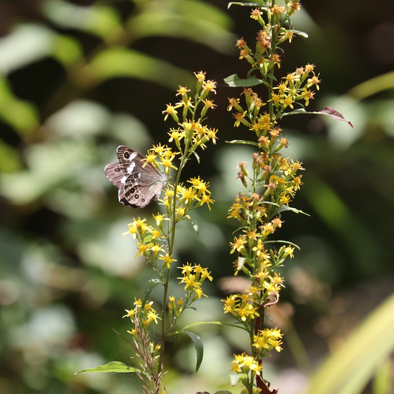 Solidago decurrens var. decurrens photo 3