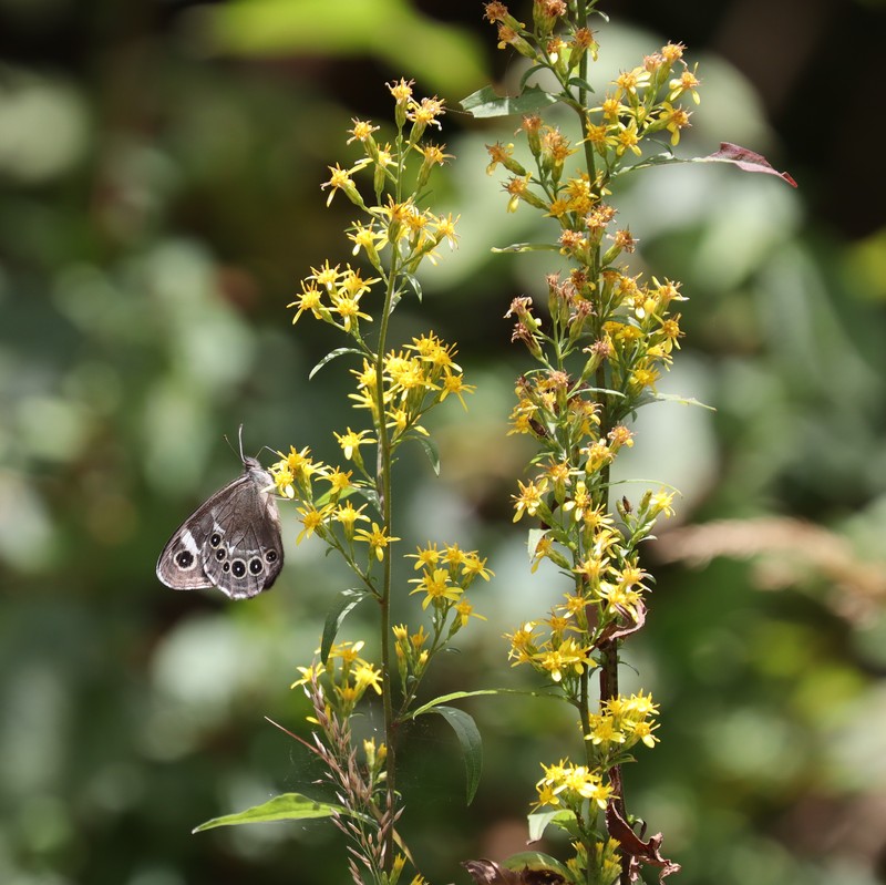 Solidago decurrens var. decurrens photo 4