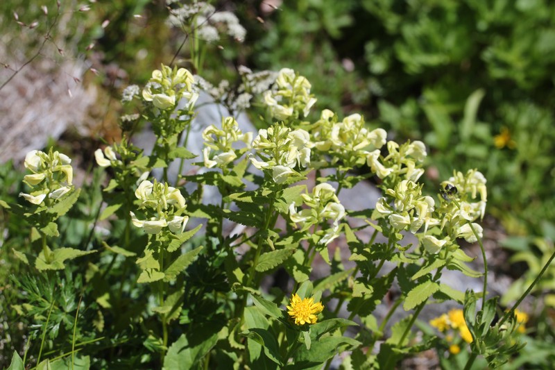 Solidago decurrens var. decurrens photo 5