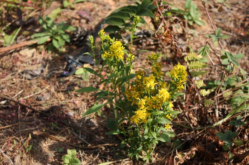Solidago decurrens var. decurrens photo 6