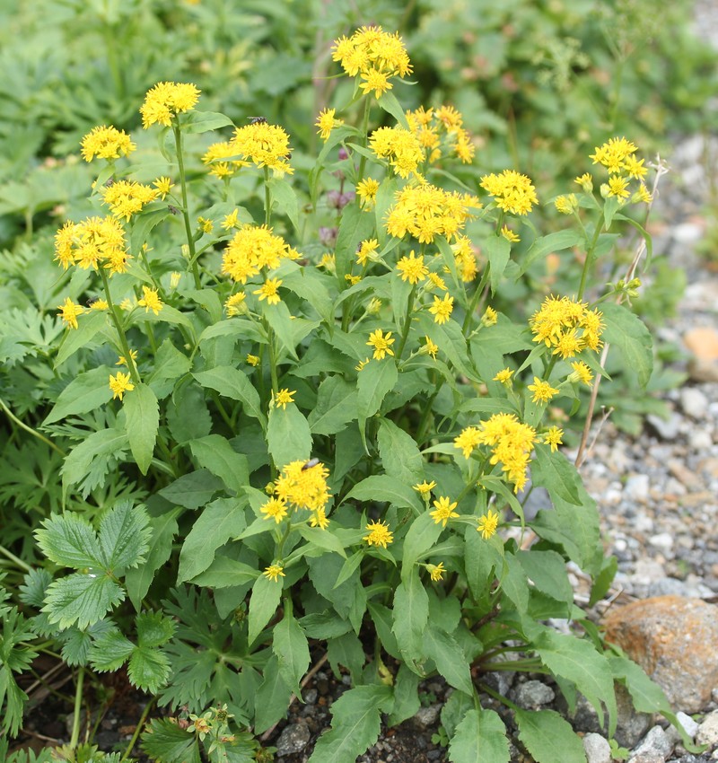 Solidago decurrens var. decurrens photo 7
