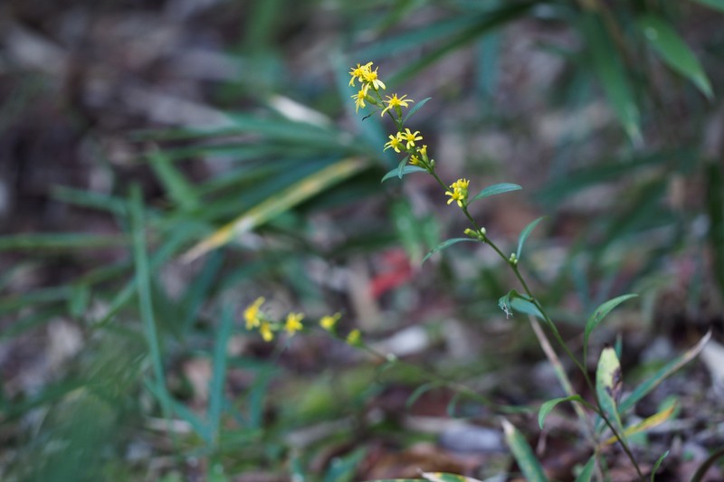 Solidago decurrens var. decurrens photo 8