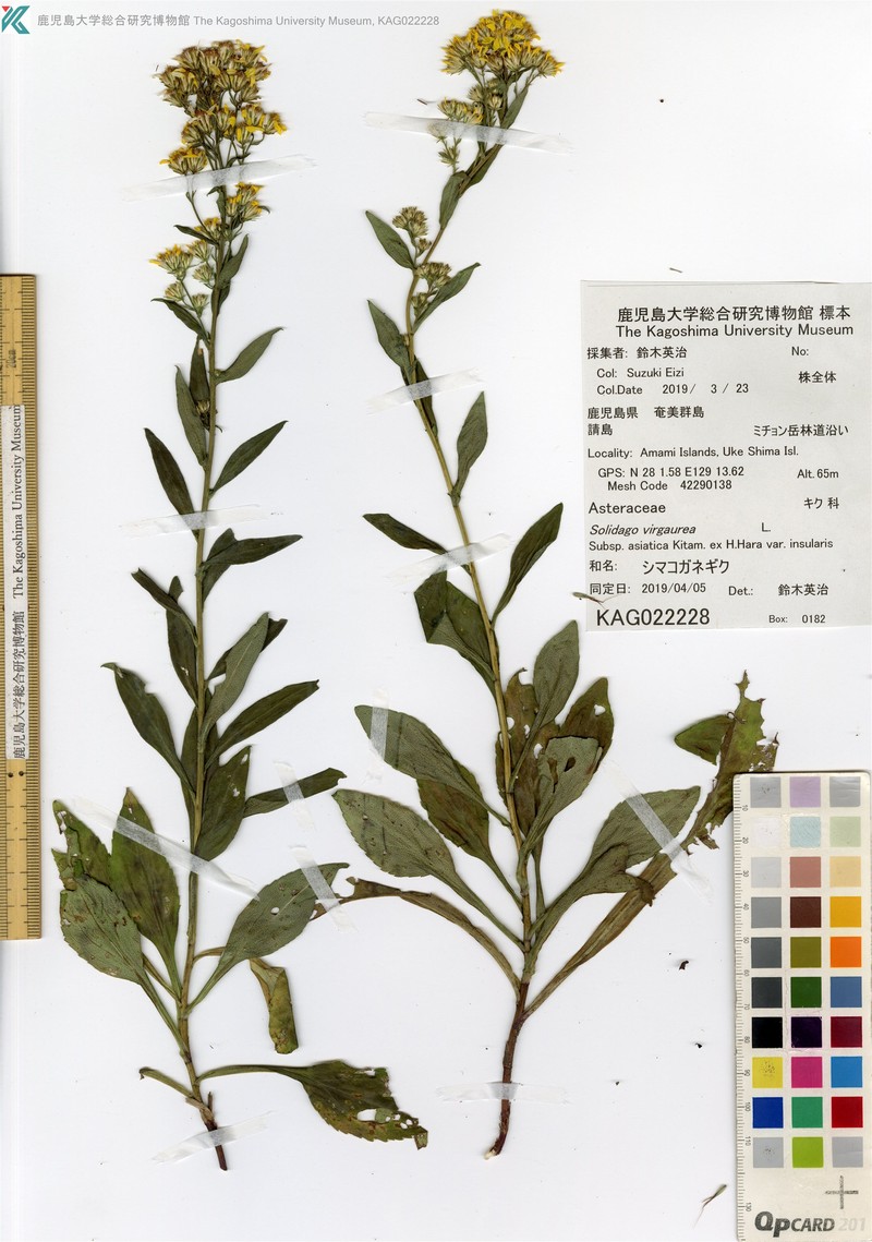 Solidago decurrens var. insularis
