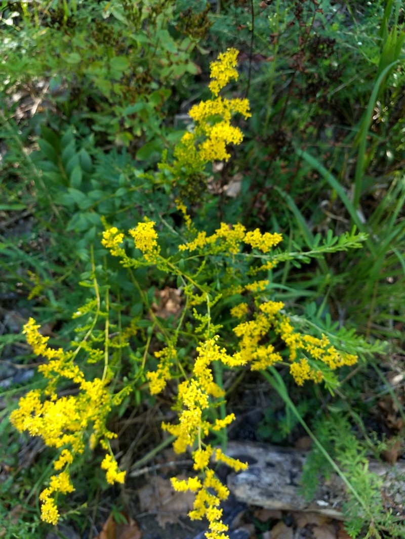 Solidago delicatula photo 2