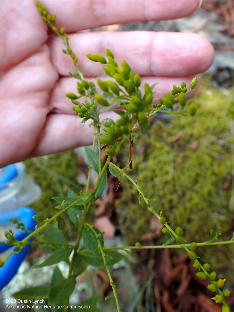 Solidago delicatula photo 3