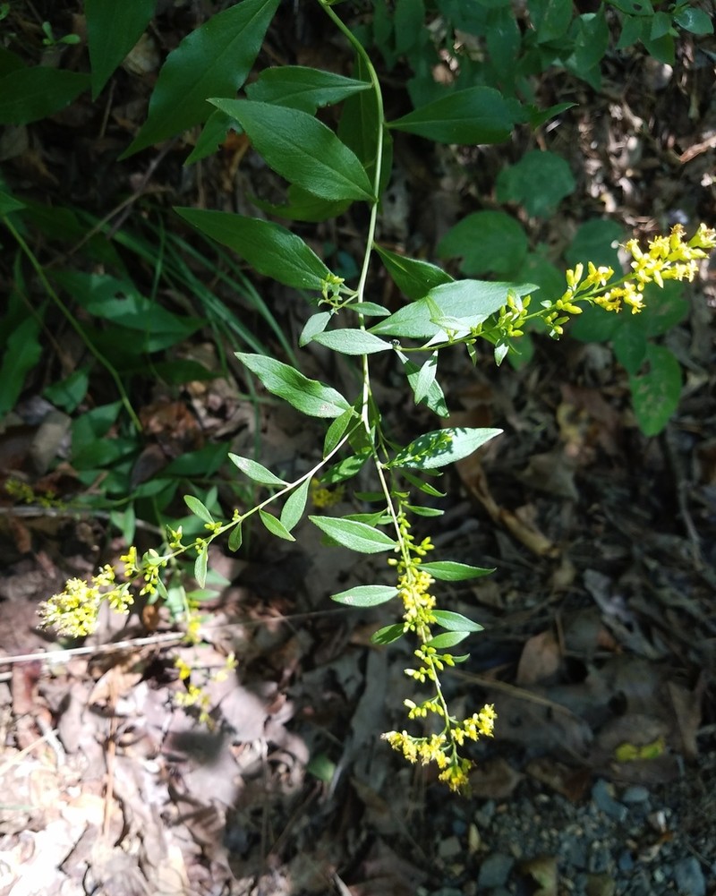 Solidago delicatula photo 4