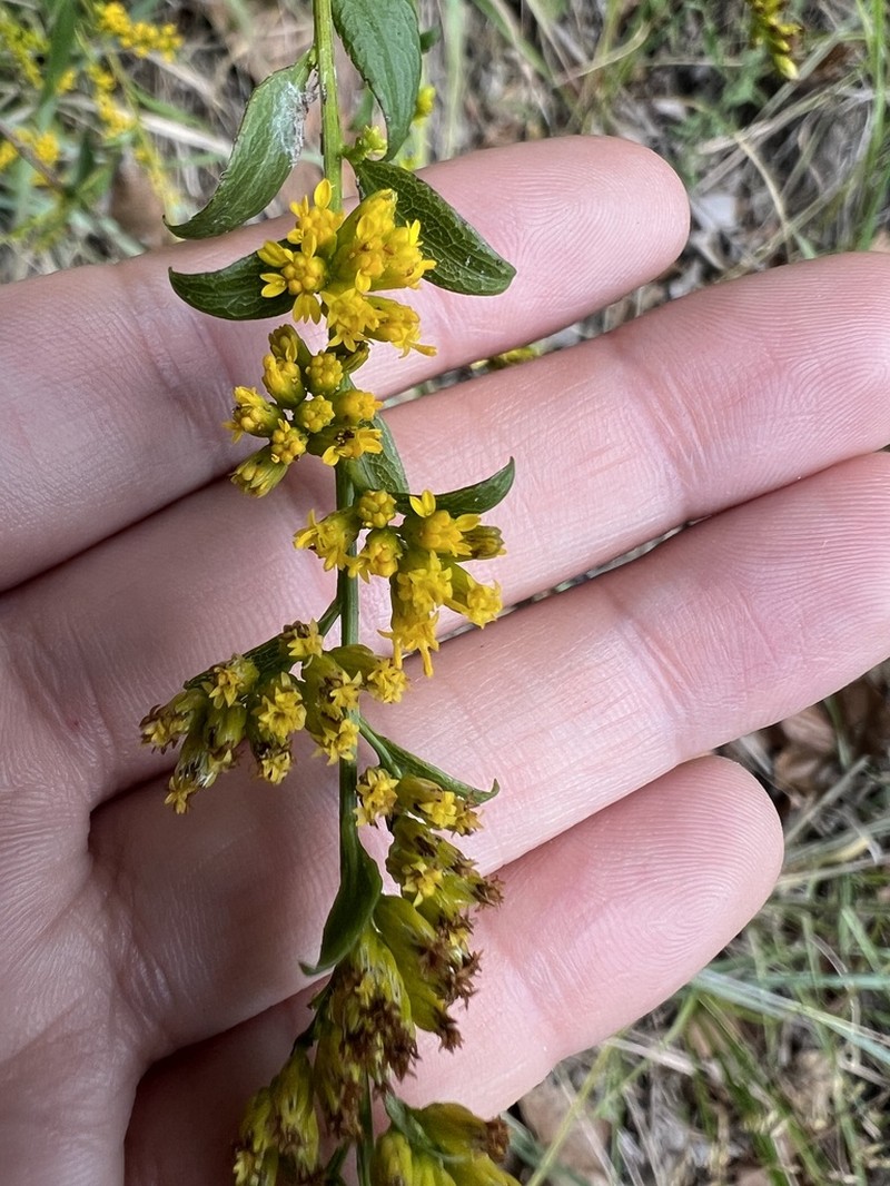 Solidago delicatula photo 5