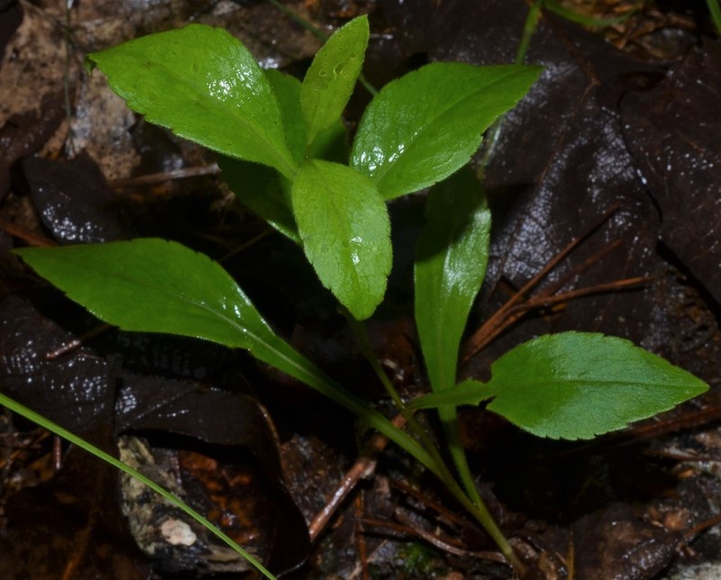 Solidago delicatula photo 6