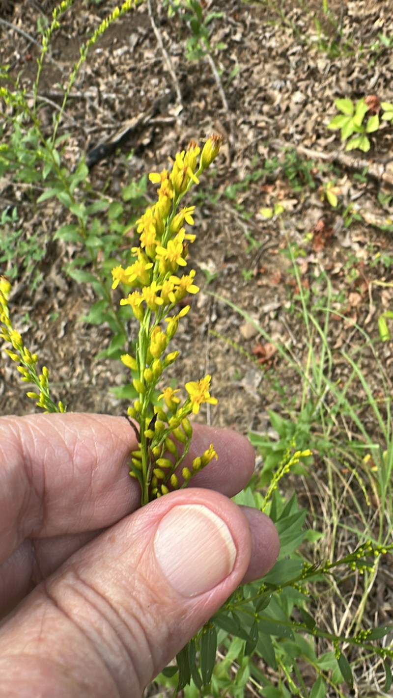 Solidago delicatula photo 7