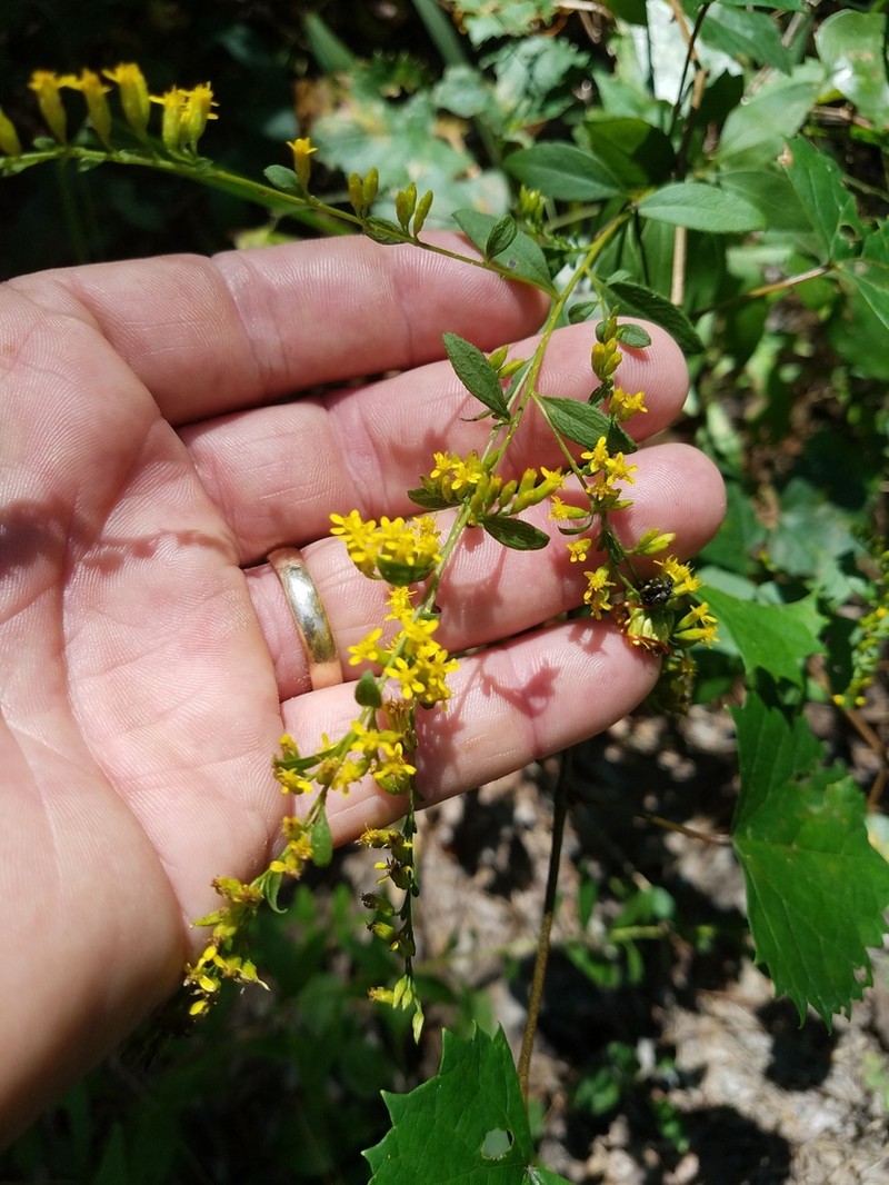 Solidago delicatula photo 8