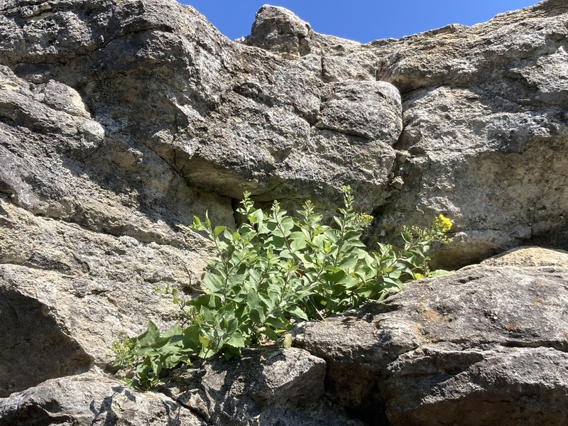 Solidago drummondii photo 3