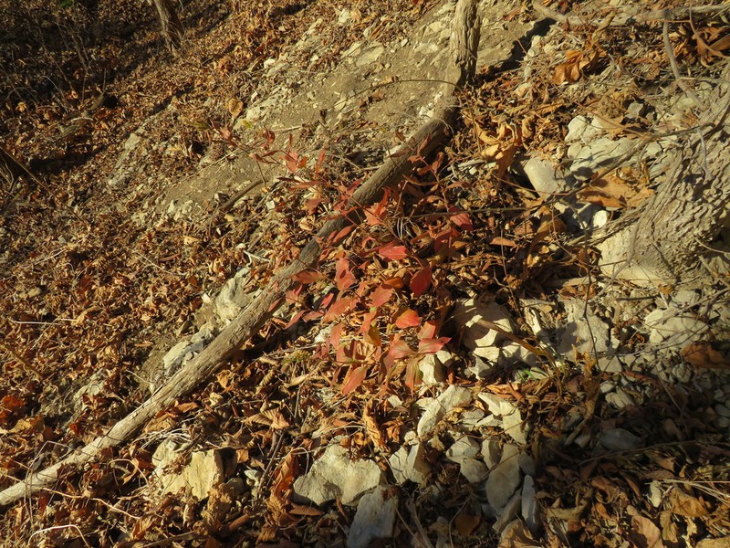 Solidago drummondii photo 4