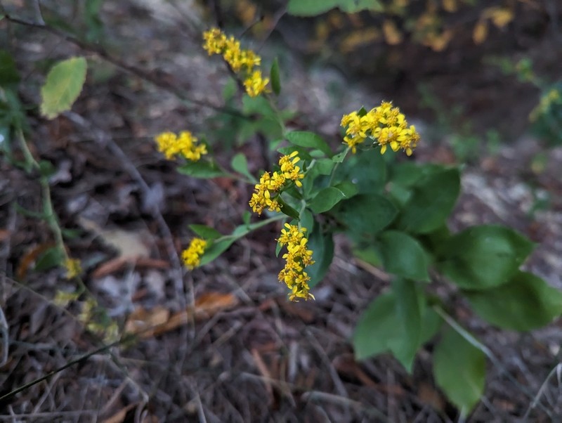 Solidago drummondii photo 5