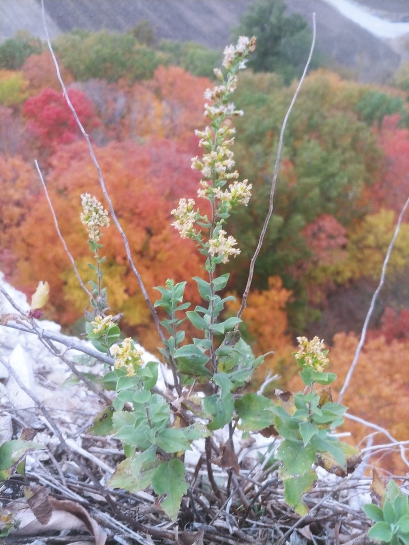 Solidago drummondii photo 6