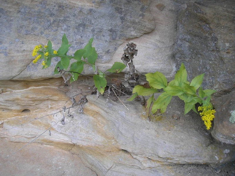 Solidago drummondii photo 7