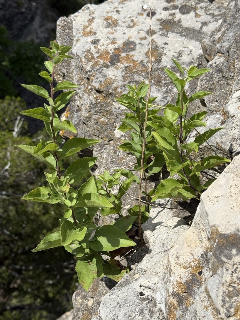 Solidago drummondii photo 8
