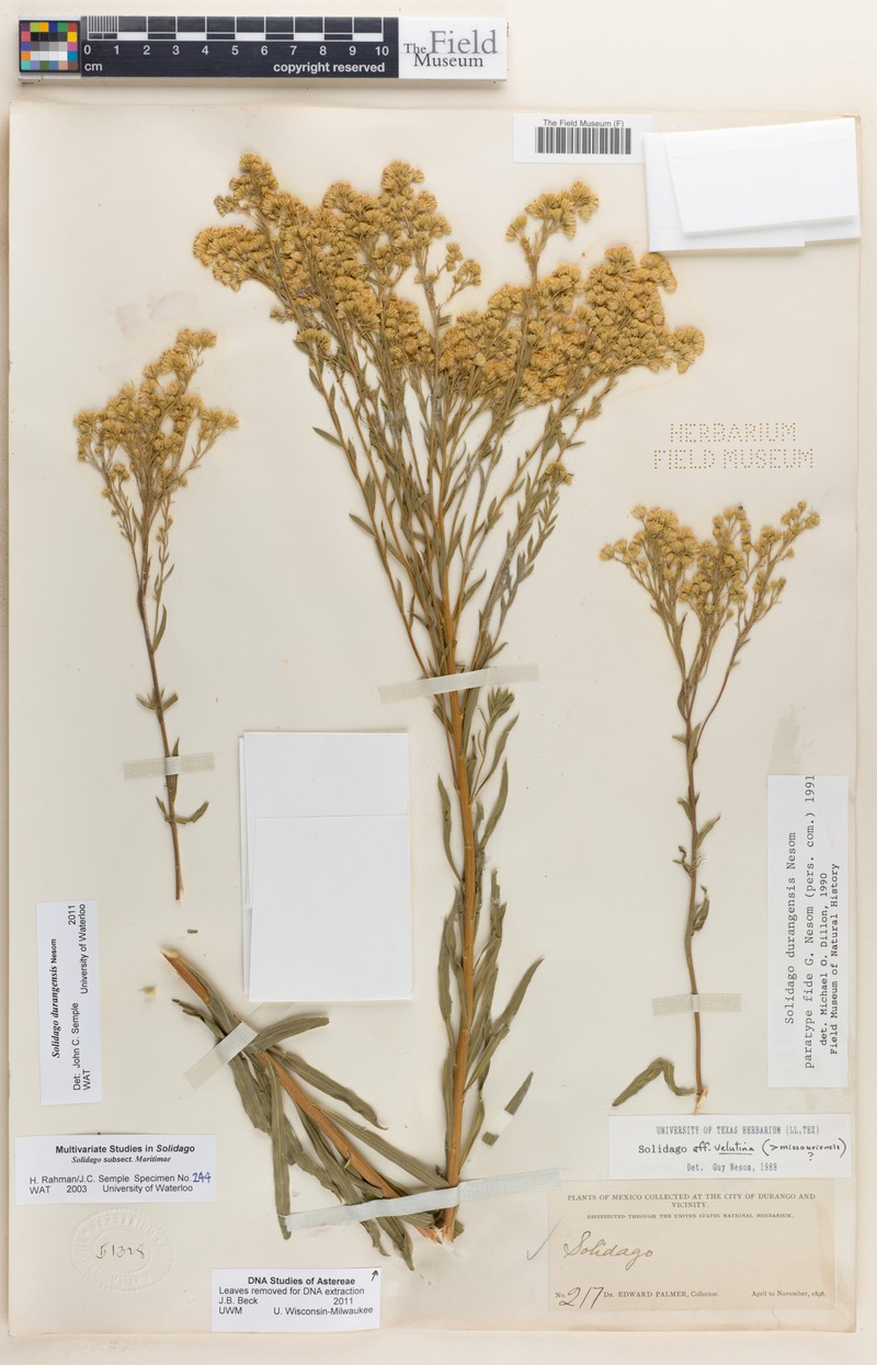 Solidago durangensis