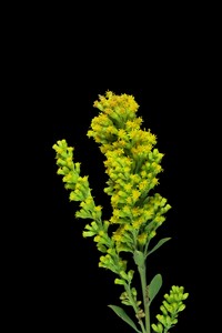 Solidago elongata