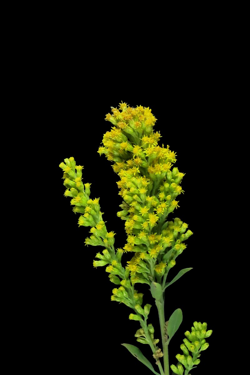 Solidago elongata