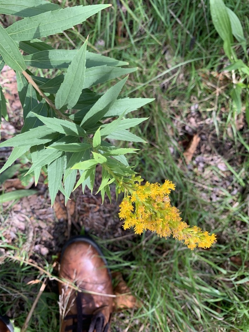 Solidago elongata photo 2