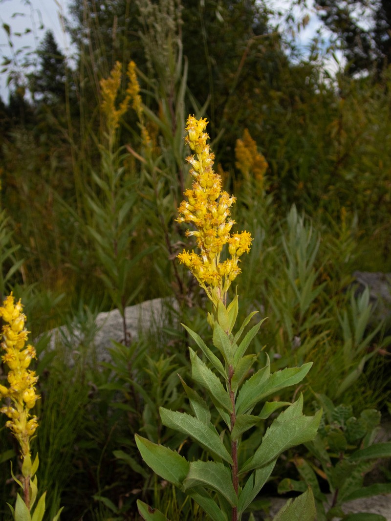 Solidago elongata photo 3