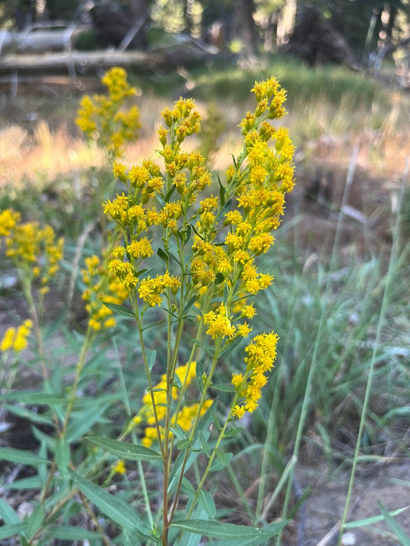 Solidago elongata photo 4