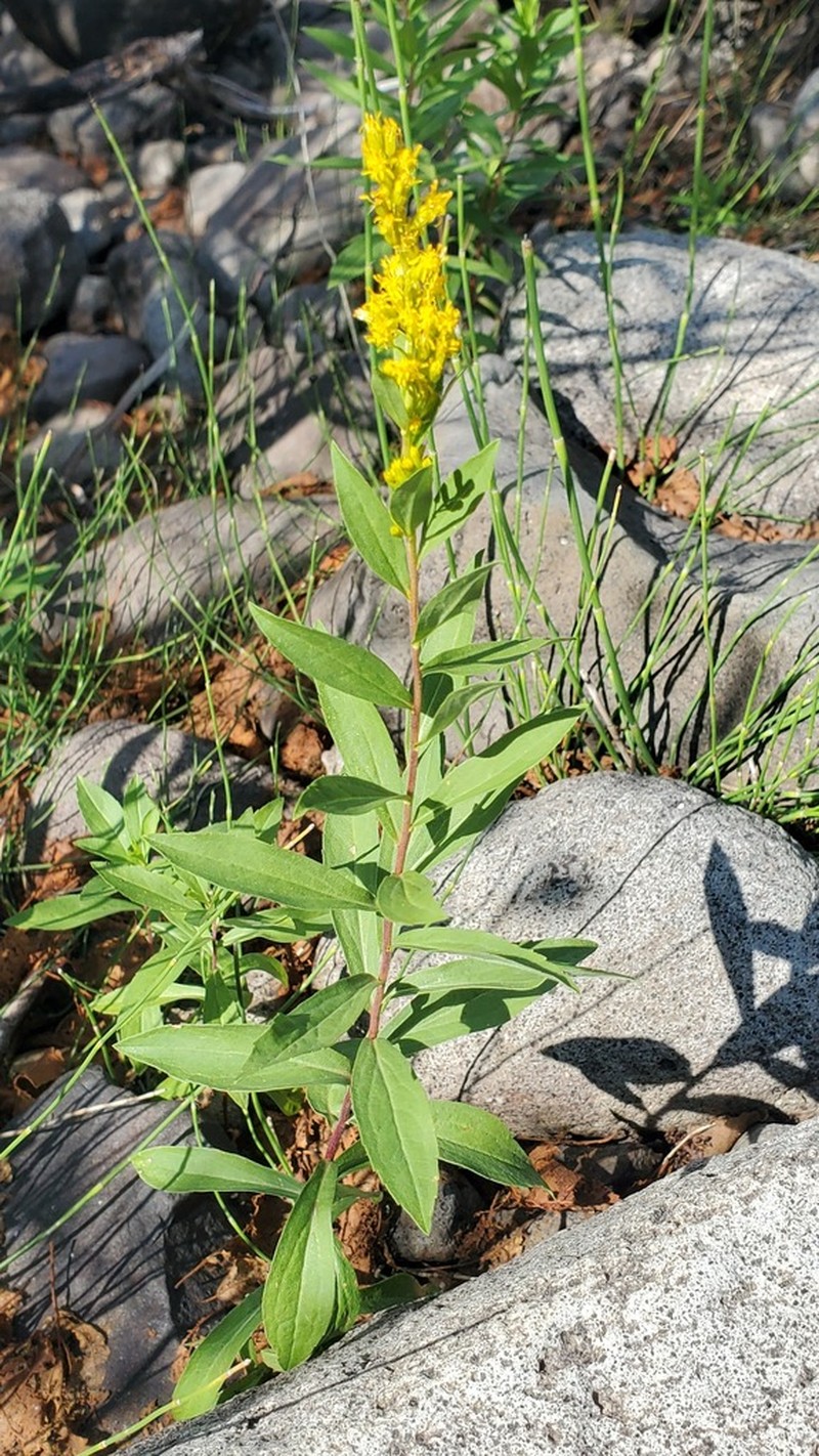Solidago elongata photo 5